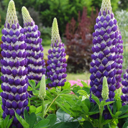 lupine_westcountry_blacksmith_.jpg