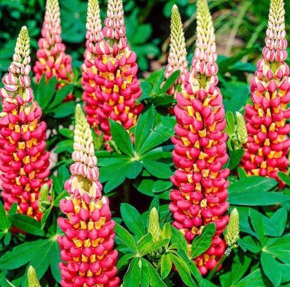 lupine_westcountry_tequila_flame_.jpg