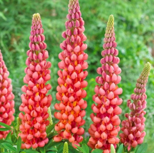lupine_westcountry_terracotta_.jpg