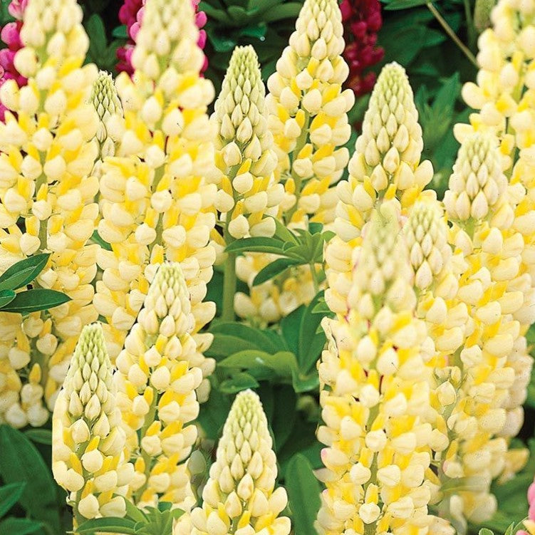 lupinus_chandelier_.jpg