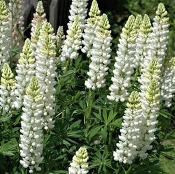 lupinus_noble_maid_white_.jpg