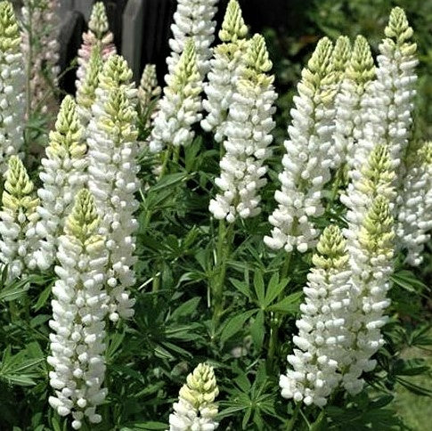 lupinus_noble_maid_white_.jpg