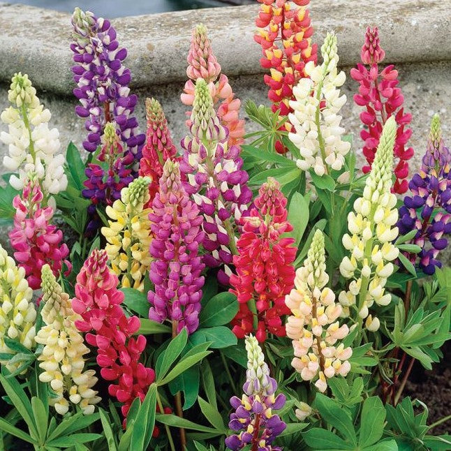 lupinus_russell_hybrids-.jpg