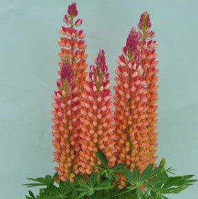 lupinus staircase orange2.jpg