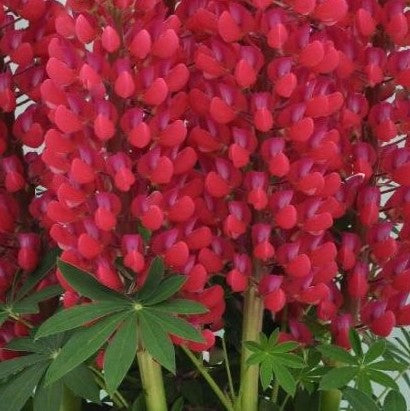 lupinus staircase red2.jpg