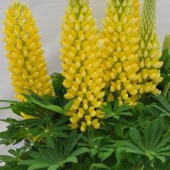 lupinus staircase yellow2.jpg