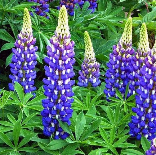 lupinus_the_governor_.jpg
