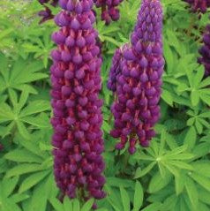 lupinus west country2.jpg