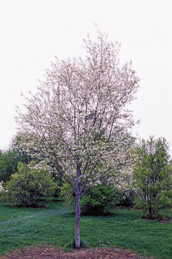 lustre allegheny amel.jpg