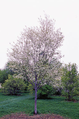 lustre allegheny amel.jpg