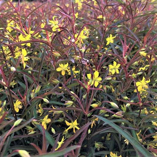lysimachia_var_purpurea_.jpg
