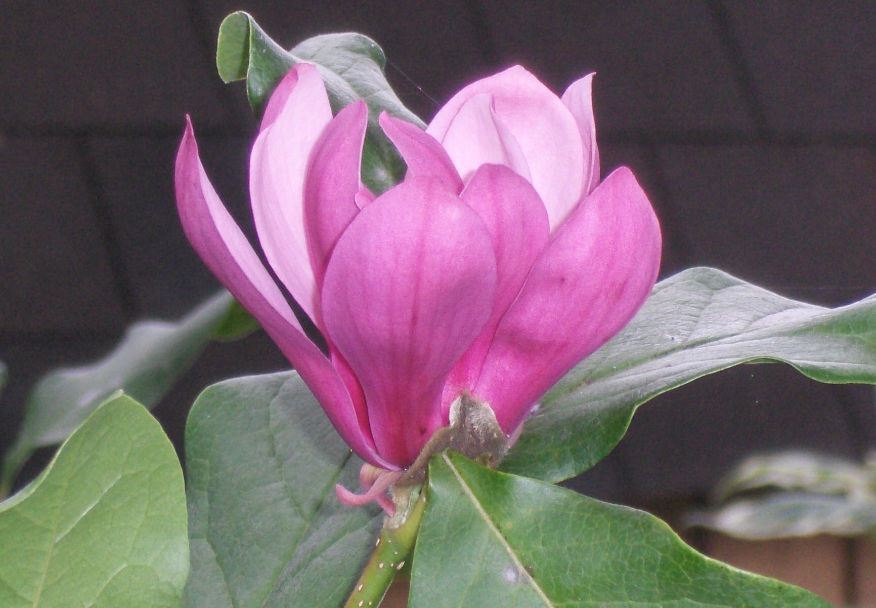 magnolia ann flwr.jpg