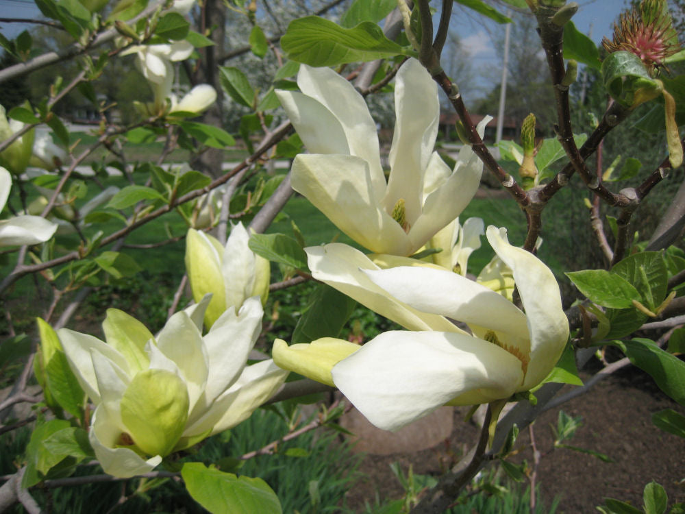 magnolia butterflies flwr.jpg