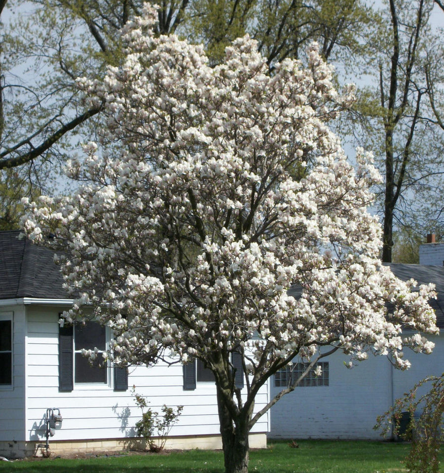 magnolia dr merrill b.jpg