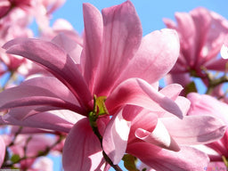 magnolia_galaxy.jpg