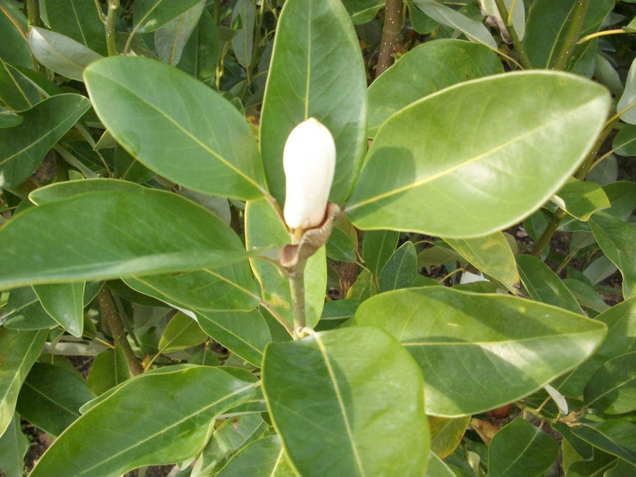 magnolia jim wilson.jpg