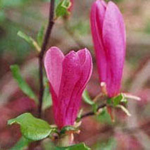 magnolia_susan[1].jpg