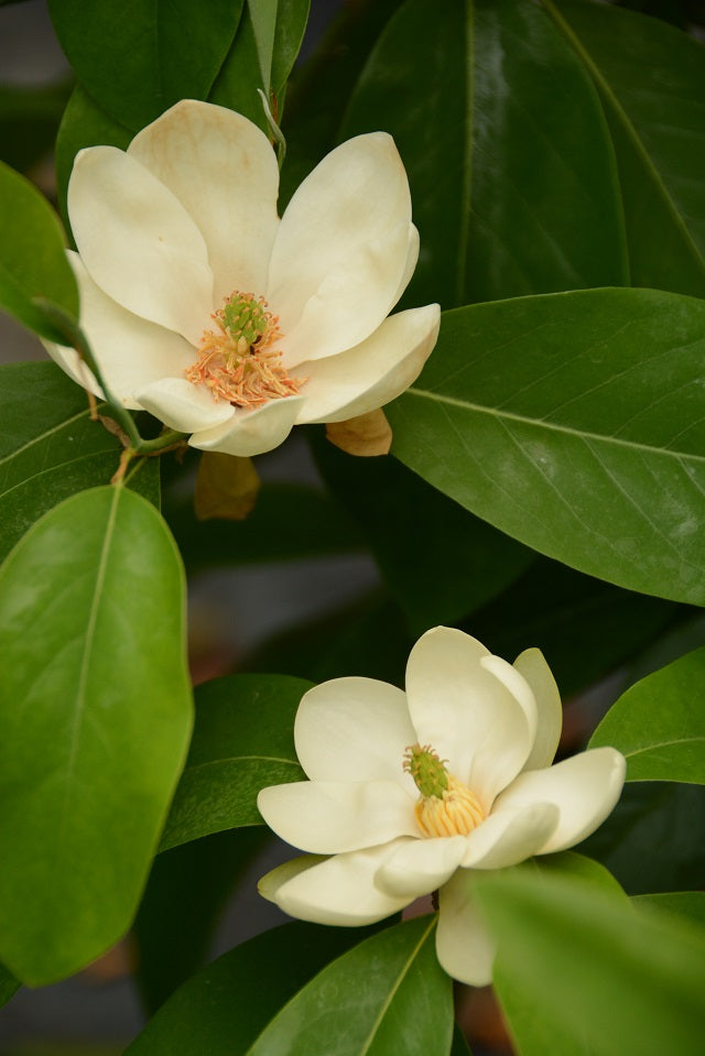 magnolia_virginiana_glauca.jpg