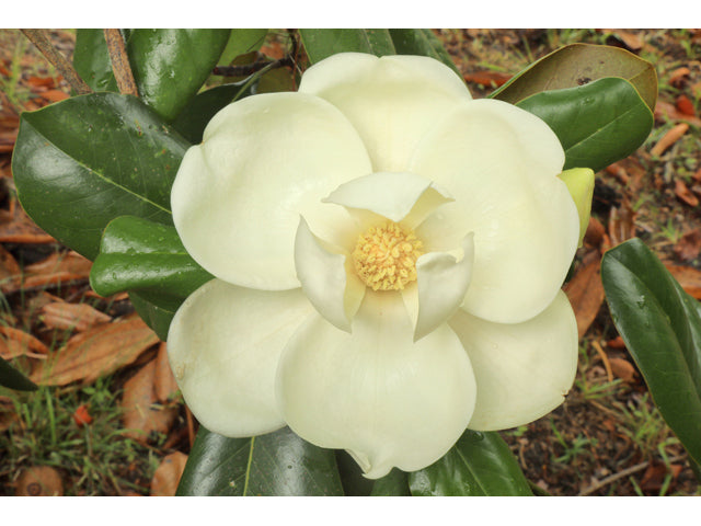 magnoliagrandifloraflower-cclbj.jpg