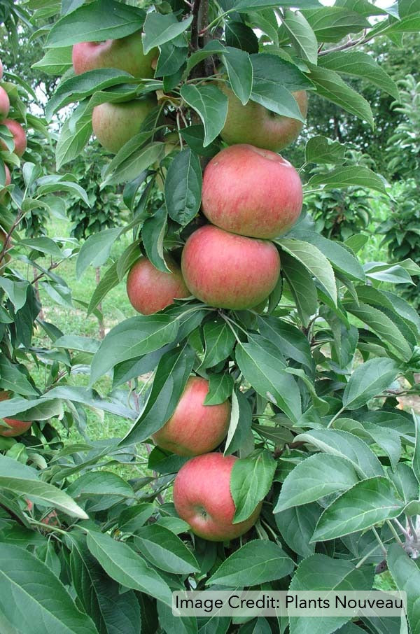 mal-blushing-delight-0001.jpg