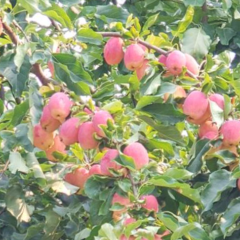 malus-fruit_centennial.png
