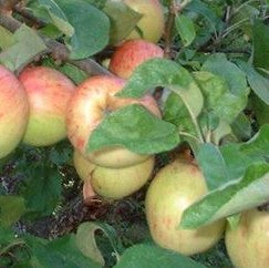 malus-fruit_gravenstein.jpg