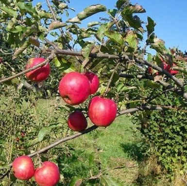 malus-fruit_jonagold.jpg
