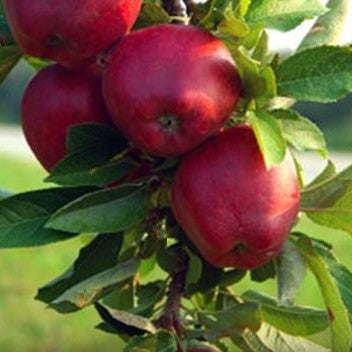 malus-fruit_jonathan.jpg