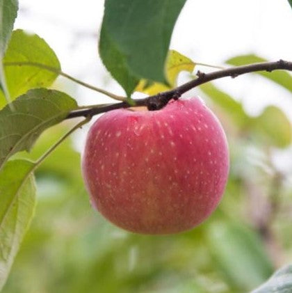 malus-fruit_kinderkrisp.jpg