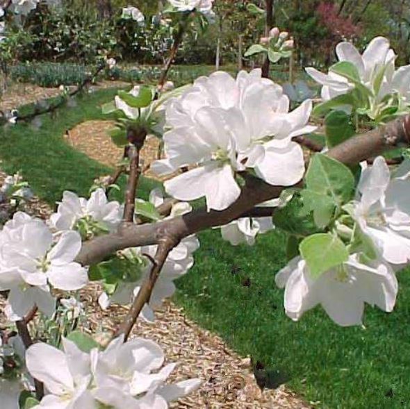 malus-fruit_liberty.jpg