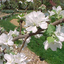 malus-fruit_liberty.jpg
