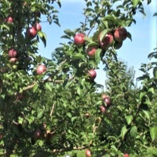 malus-fruit_macoun.jpg