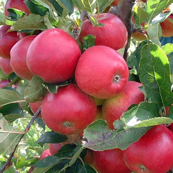 malus-fruit_snowsweet.jpg