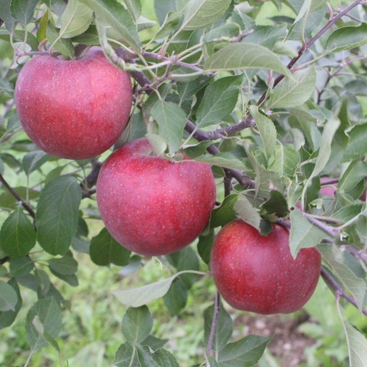 malus-fruit_winecrisp.jpg