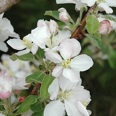 malus-pink_lady.jpg