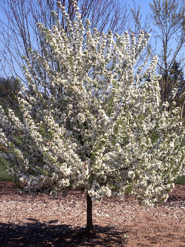 malus-sugartyme-web-03-ccfs.jpg