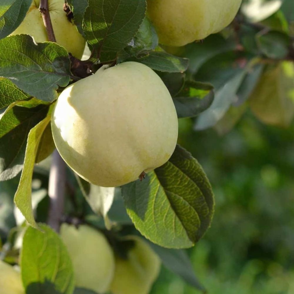 malus-yellow_transparent.jpg