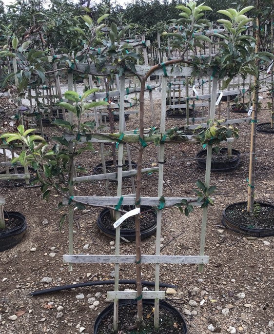malus 6 way espalier2.jpg