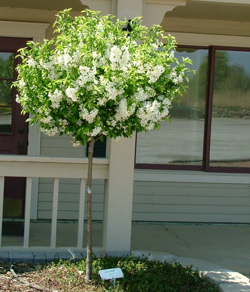 malus Lollipop flowering tree.jpg