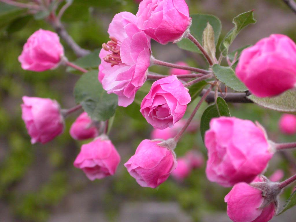 malus_brandywine_bud[1].jpg
