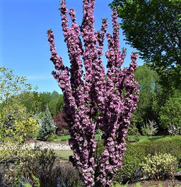 malus_emerald_spire_.jpg