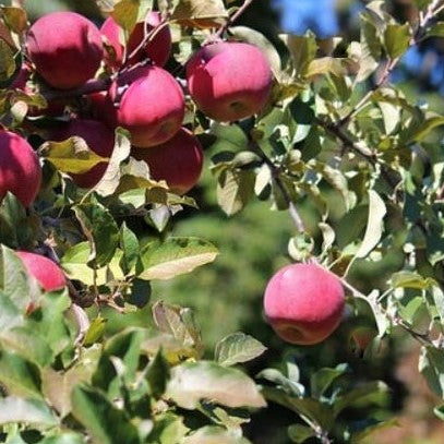 malus fuji3.jpg