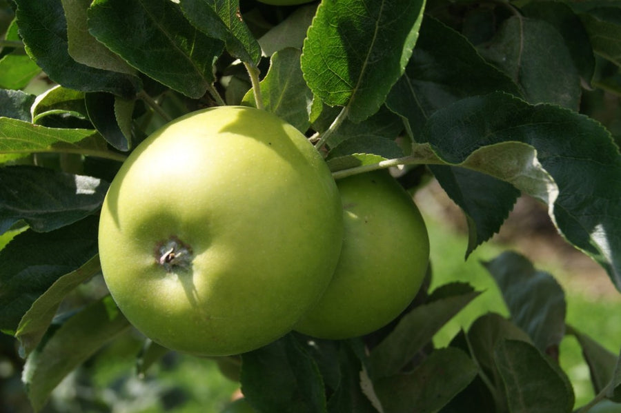 malus_granny_smith.jpg