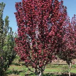 malus raspberry spear2.jpg