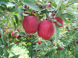 malus_red_delicious.jpg