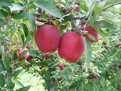 malus_red_delicious.jpg