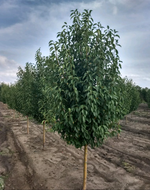 malus_starlite.png