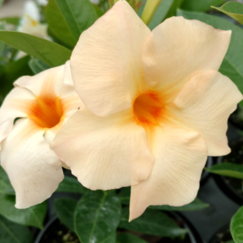 mandevilla_apricot.png