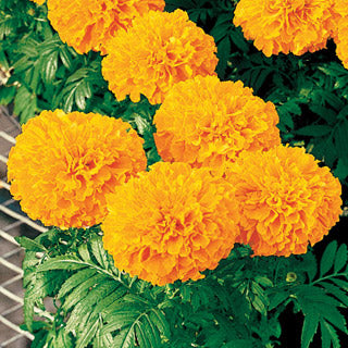 marigold%20inca%20orange[1].jpg