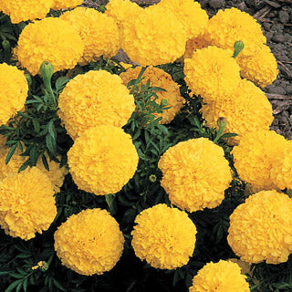 marigold%20inca%20yellow[1].jpg
